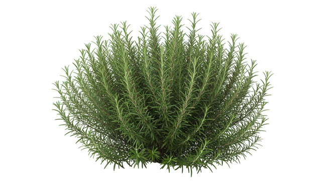 Fresh green rosemary plant full bush with fragrant leaves, cut out, stock png, isolated on transparent background