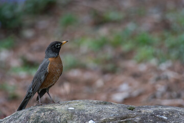 Fototapeta premium American Robin standing on a rock out in the clearing