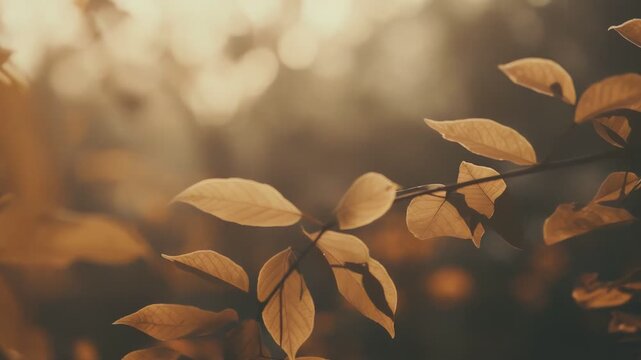 Autumn tree leaves warmly backlit by soft golden sunlight, capturing the serene beauty of the fall season and gentle light filtering through the natural environment