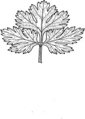A detailed black and white illustration depicts a single sprig of fresh leafy parsley