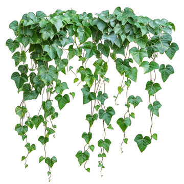 Lush green leaves of climbing plant with trailing vines