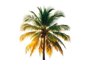 Obraz premium Tropical palm with vibrant yellow and green arching feather fronds, isolated on a transparent background