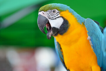 Fototapeta premium Blue and gold macaw bird Pets are people's friends macaw parrot free flying bird .