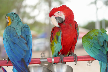 Obraz premium Green wing macaw parrot bird free flying birds pet