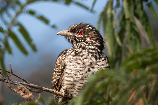 A female Asian koel (Eudynamys scolopaceus) perched on a tree branch.