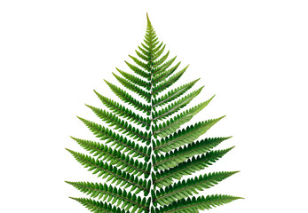 Lush green fern frond detailed symmetrical botanical leaf pattern, isolated on a transparent background