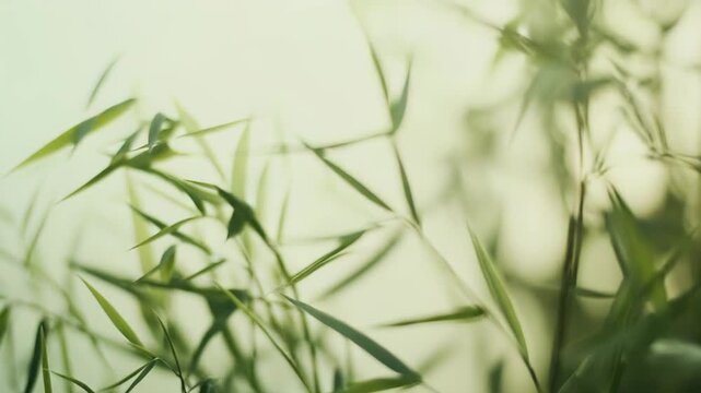 Fresh green bamboo leaves swaying gently in natural light, creating a serene and calming backdrop, symbolizing growth, harmony, and renewal in a lush natural environment