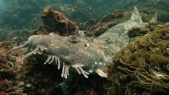 The elongated body of a wobbegong shark lies on the reef, with a close-up on its head revealing the intricate patterns of its camouflaged skin. Filmed at Julian Rocks, Byron Bay, New South Wales, Aust