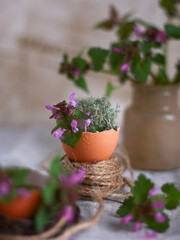 Purple deadnettle flower (Lamium purpureum) growing in eggshell pot with rustic twine on table. Concept of Easter decor, botanical eco lifestyle, natural background for card, banner, social media.