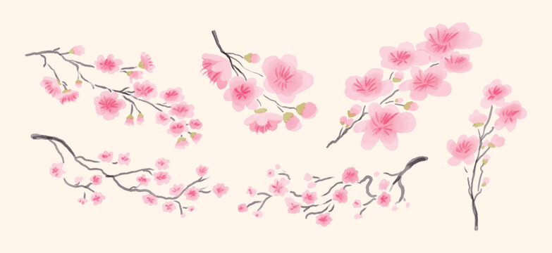 Set of Sakura Cherry Blossom Branches, pink Flowers and Buds, Spring Botanical Clip Art, hand drawn watercolor style Vector Illustration, isolated on beige background