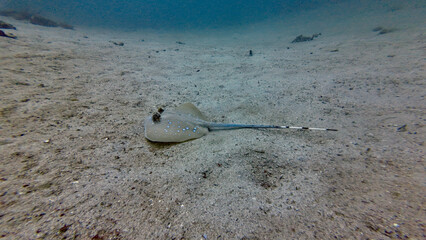 Spotted stingray resting on a sandy seabed. Underwater scene shows a flat ray lying motionless on the ocean floor with a long tail and soft light fading into blue water.