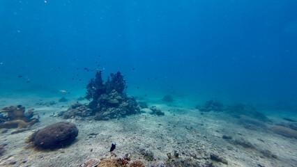 Wide underwater view of a coral reef on a sandy seabed. Open ocean scene shows scattered coral formations, small reef fish and blue water fading into depth and distance.
