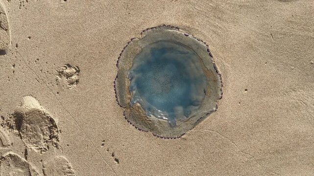 Rotation shot barrel jellyfish on beach Zoutelande North Sea