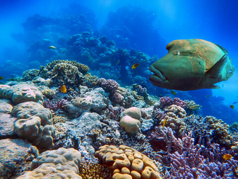 Wonderful and beautiful underwater world with corals