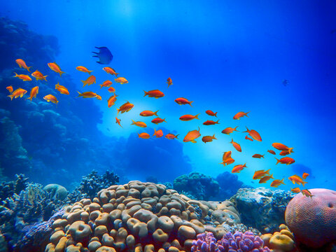 Wonderful and beautiful underwater world with corals