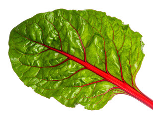 A vibrant green leaf with prominent red veins and a thick red stem