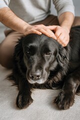 Young caucasian adult male petting a calm black dog at home