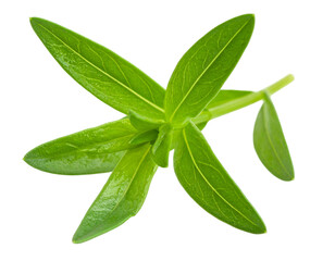 Vibrant green herbaceous sprig with star-shaped leaves, isolated