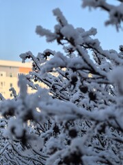 Obraz premium Winter landscape, macro photography of frost on the branches, frost, snow-covered city, aesthetic of the season, freshness, frost, beautiful nature photo, beautiful nature photo in winter, snow on the