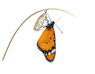 Orange butterfly emerges from chrysalis attached to golden stem