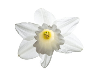Delicate white daffodil, a symbol of spring, against a black background