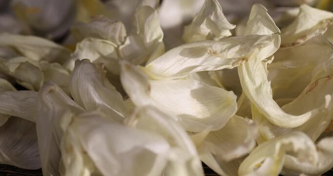 petals of white tulips that have turned yellow and become flaccid or dry, a wilted bouquet of tulips with falling white petals