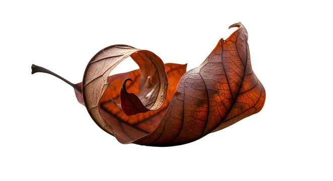 Single dry curled brown autumn leaf isolated on white background
