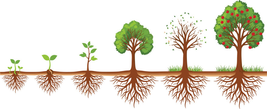 Tree growth stages illustration from seedling to mature fruit tree with roots showing plant life cycle