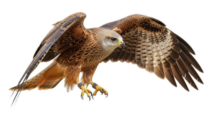 Fototapeta premium Red kite bird of prey with outstretched wings, brown and black feathers, yellow talons, isolated PNG with Transparent Background