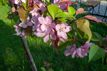 A blooming spring apple tree branch with large pink flowers and green leaves.