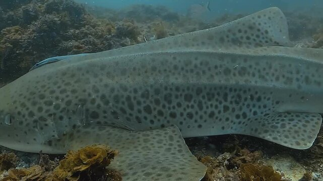 Anatomical panoramic shot along a leopard shark body, revealing the spotted skin pattern from head to caudal fin. Filmed at Julian Rocks, Byron Bay, New South Wales, Australia.