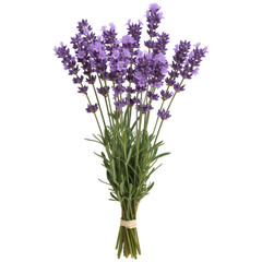 Obraz premium Bundle of Fresh Purple Lavender Flowers Tied with Twine on a Transparent Background, Vibrant Blooming Sprigs, Aromatic Herb Bouquet