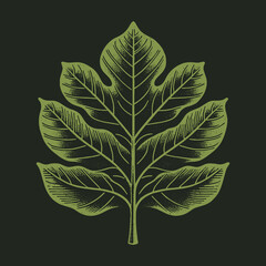 Detailed Fig Leaf Illustration on Dark Background for Botanical Designs.