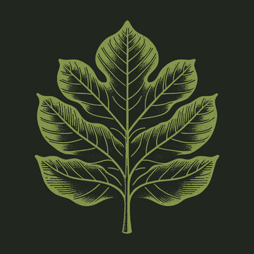 Detailed Fig Leaf Illustration on Dark Background for Botanical Designs.
