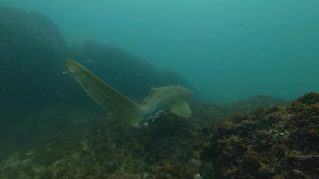 Rear three-quarter follow shot of a leopard shark moving calmly above the reef, two remoras attached under its belly, highlighting the slow, powerful motion of its majestic tail. Filmed at Julian Rock