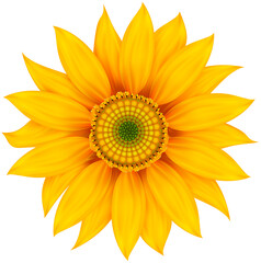 sunflower isolated on white