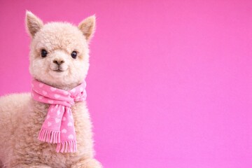 Obraz premium Adorable Alpaca with Pink Heart Scarf on Vibrant Valentine Background