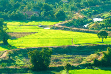 Scenic high angle view of vibrant green rice fields and rural farmland. Winding dirt roads and a small river cut through the lush countryside landscape during a sunny afternoon with rich foliage.
