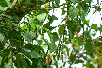 Fresh bunches of green peppercorns growing on a vine in a tropical plantation. Lush green leaves surround the clusters of immature black pepper berries. Natural outdoor agricultural setting.