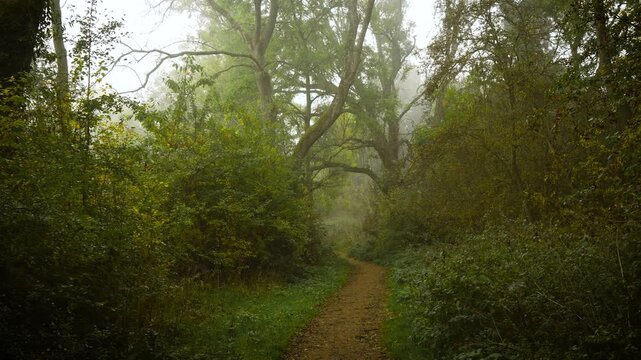 Narrow woodland path stretching under tall mist covered trees surrounded by green shrubs. Slow haze sliding across park trail carrying unknown energy. Earthy forest walkway leading through foggy grove