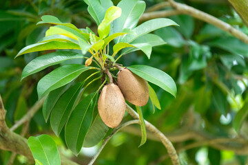 Two ripe sapodilla fruits hanging from a branch among lush green leaves in a tropical garden. Fresh Manilkara zapota fruit growing naturally on a tree. Agriculture and organic farming concept.