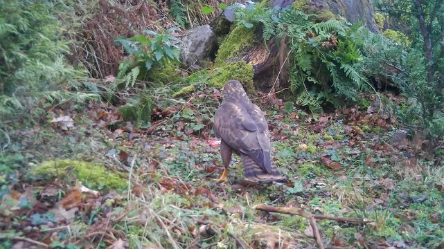 Common Buzzard (Buteo buteo)