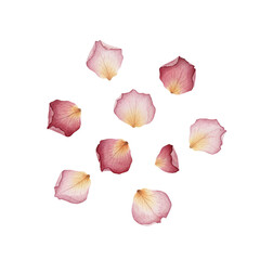 Scattered pink and red watercolor rose petals