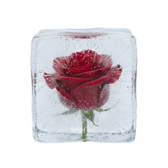 Red rose flower frozen inside a clear ice cube