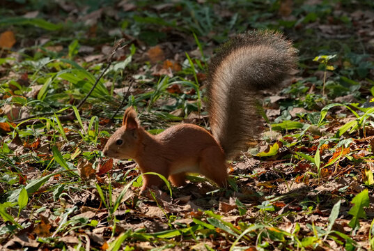 Russia, Kuzbass, Zenkovo.  A wild red squirrel, fed by visitors to Zenkovsky Park on a cool autumn morning.