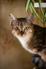 tabby cat with a white chest