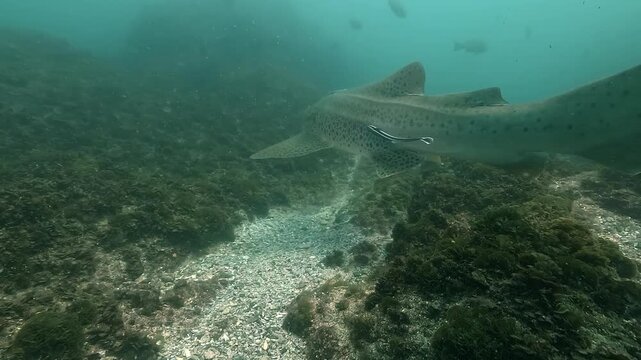 Tracking shot of a leopard shark moving slowly above the reef, accompanied by a remora. Clear view of the tail sweeping side to side. Filmed at Julian Rocks, Byron Bay, New South Wales, Australia.