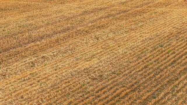 Harvested wheat field with dry stubble covering rural farmland. Barley field with spread straw across wide agriculture land. Rye field with remaining stubble on countryside crop area