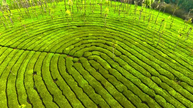 Top-down aerial drone view of circular tea plantation patterns in Ooty, India, showcasing lush green terraced fields, geometric agricultural design, hillside farming textures, and scenic land use in t
