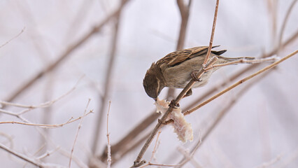 A bird is eating a piece of bread on a branch